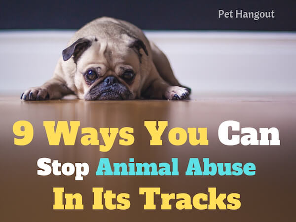 9 ways to stop animal abuse in its tracks.